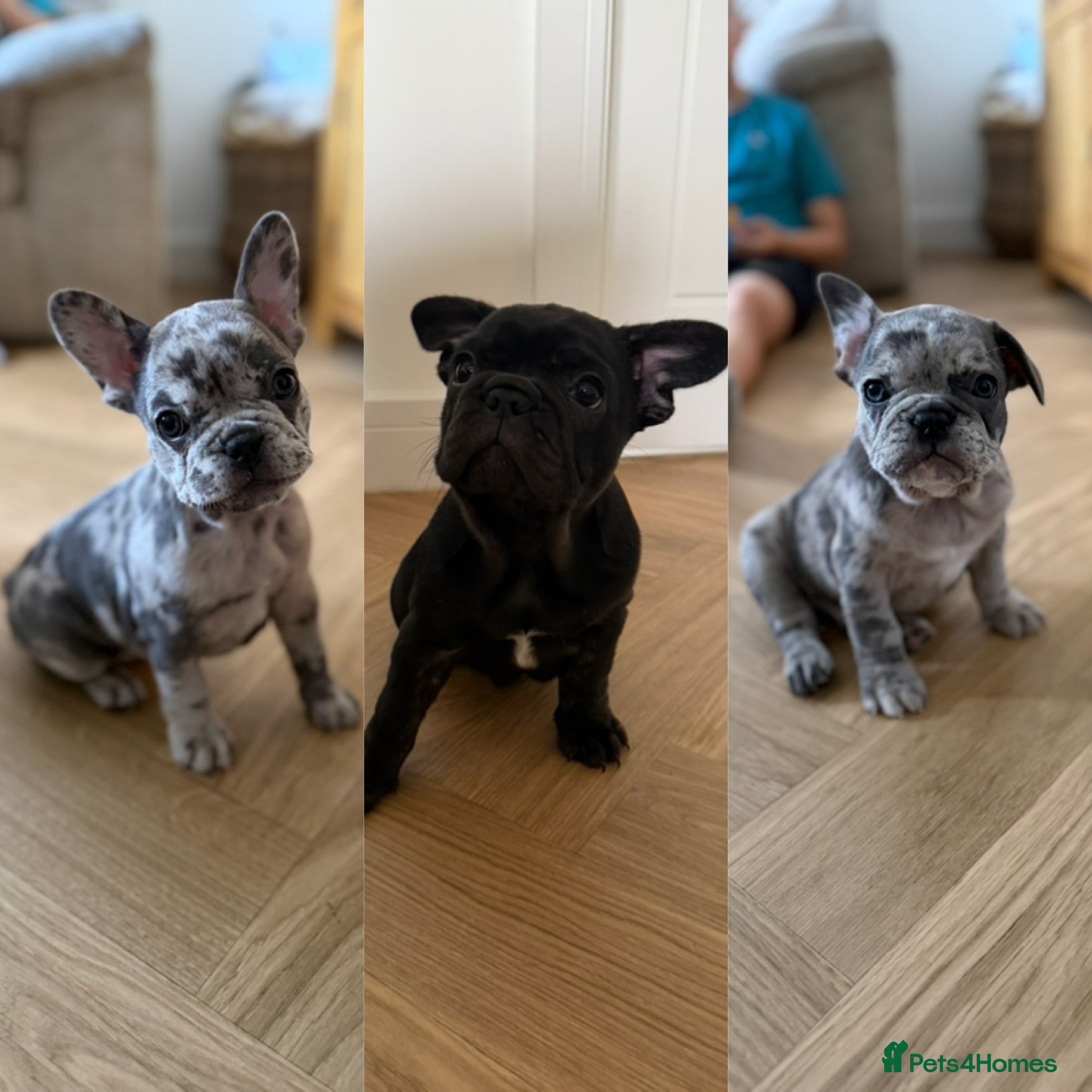 French Bulldog dogs KC/DWKC Registered French Bulldog Puppies - Advert 1