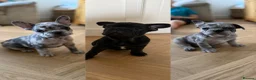 French Bulldog dogs for sale: KC/DWKC Registered French Bulldog Puppies - Advert 1