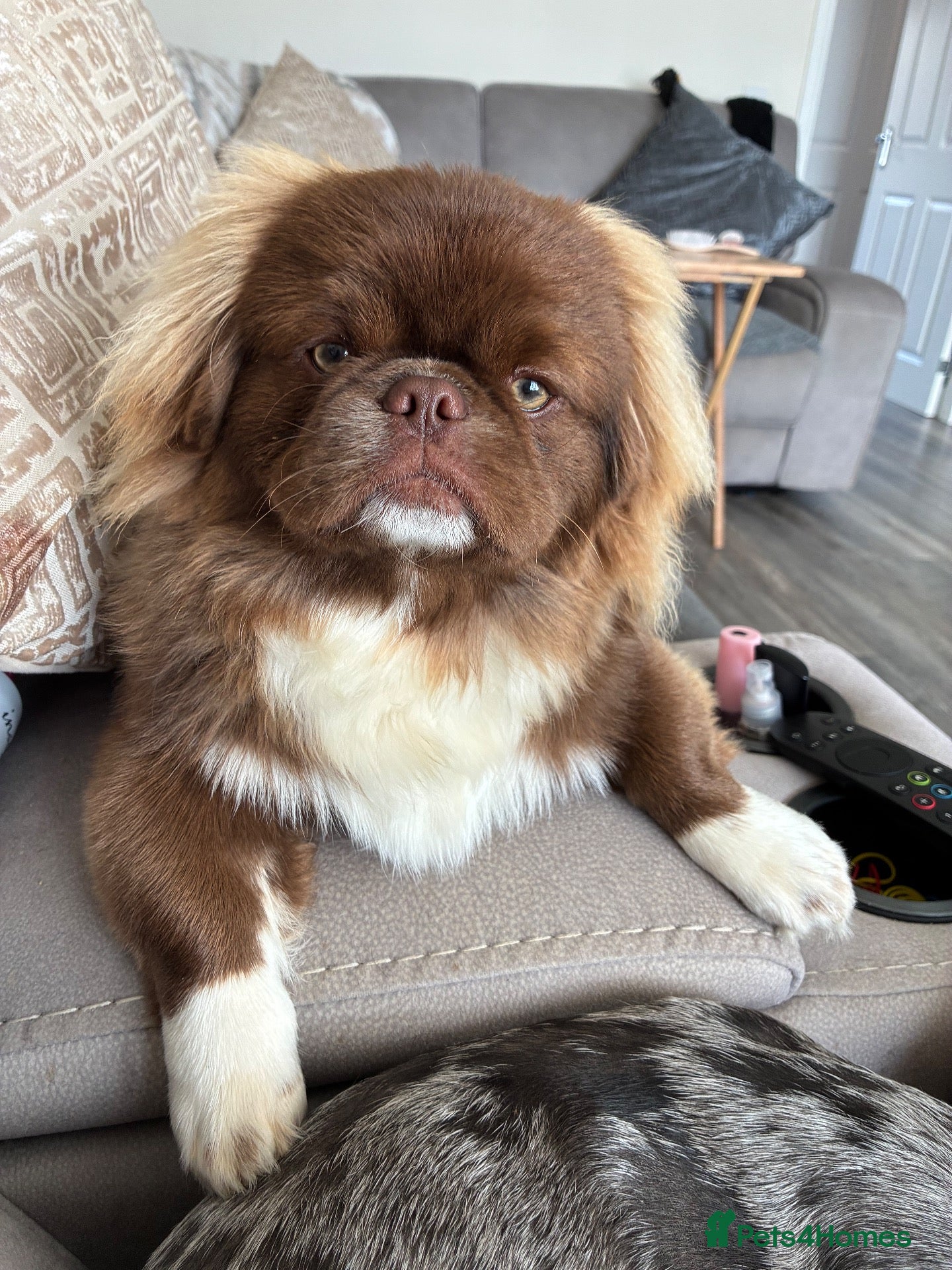 Pekingese dogs Male Pekingese  - Advert 1