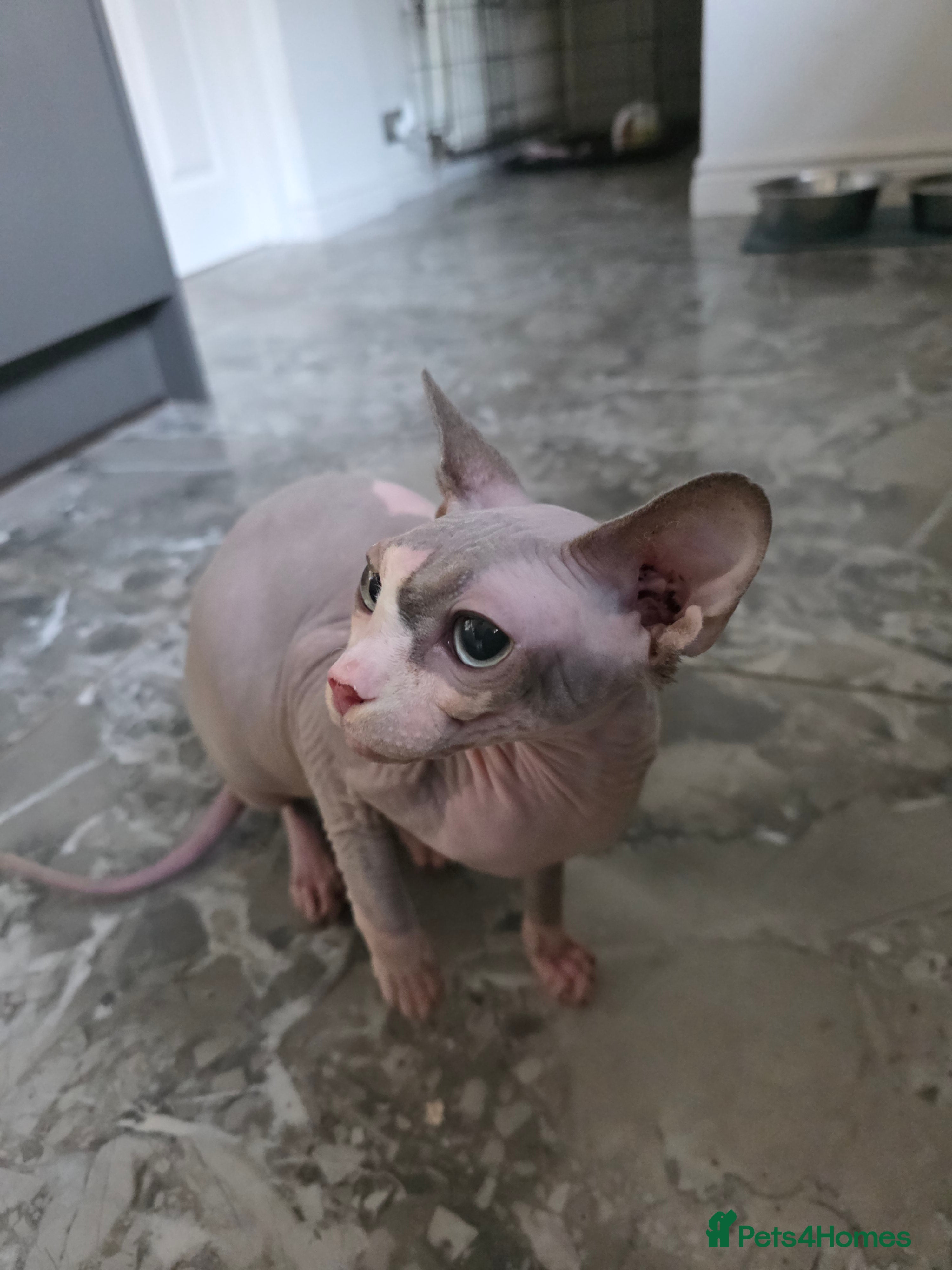 Sphynx cats Female sphynx for rehoming - Advert 1