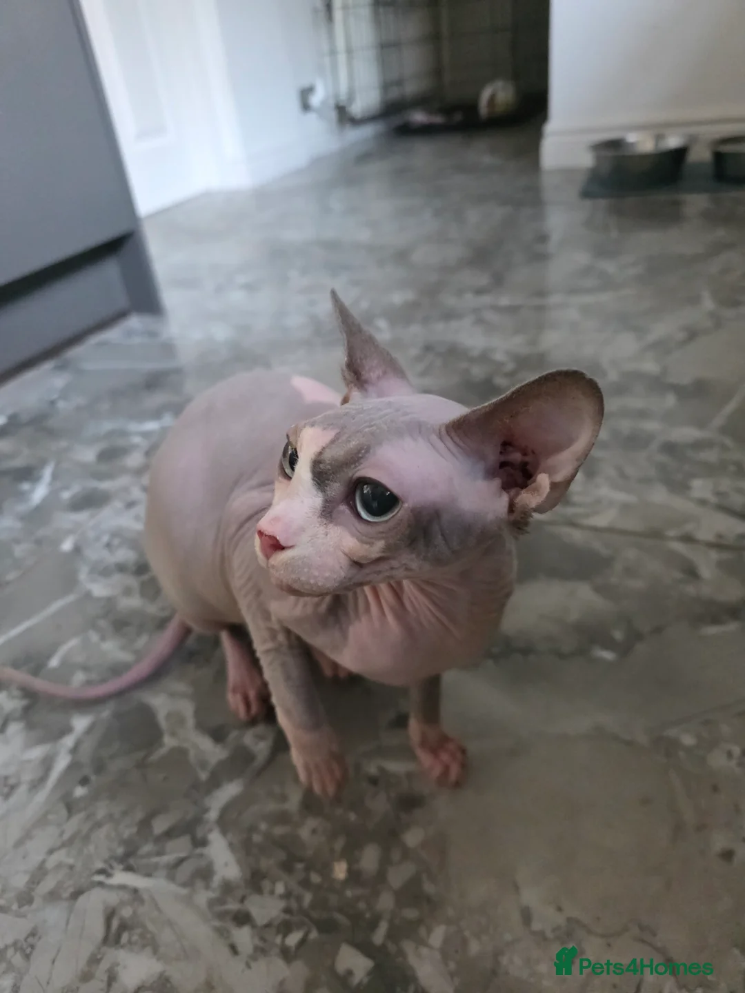 Sphynx cats for sale: Female sphynx for rehoming - Advert 1