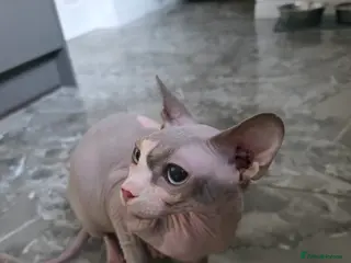 Sphynx cats Female sphynx for rehoming - Advert 1
