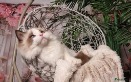 Ragdoll cats for sale: Quality Tica reg Ragdoll kittens  - Image 17