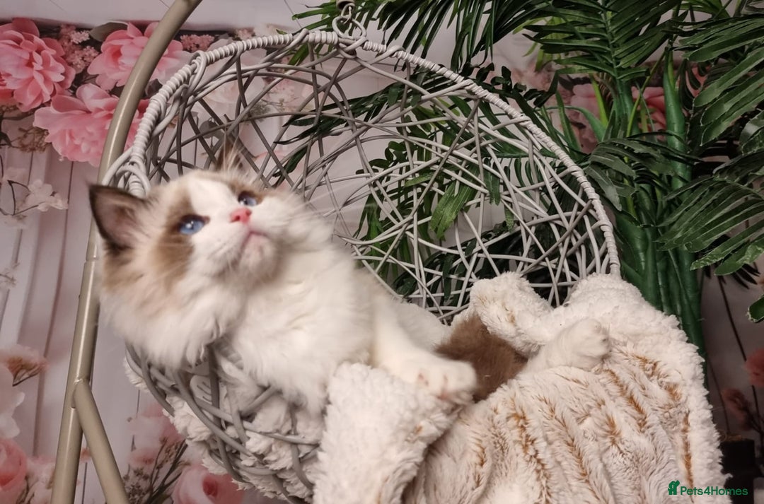Ragdoll cats for sale: Quality Tica reg Ragdoll kittens  - Image 17
