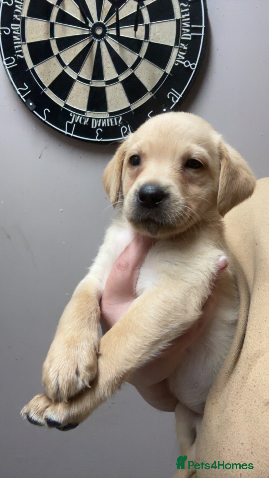 Labrador Retriever dogs for sale: Kc Labrador puppies  - Advert 6