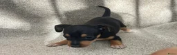 Miniature Pinscher dogs for sale: Beautiful  pinchers pups - Advert 3
