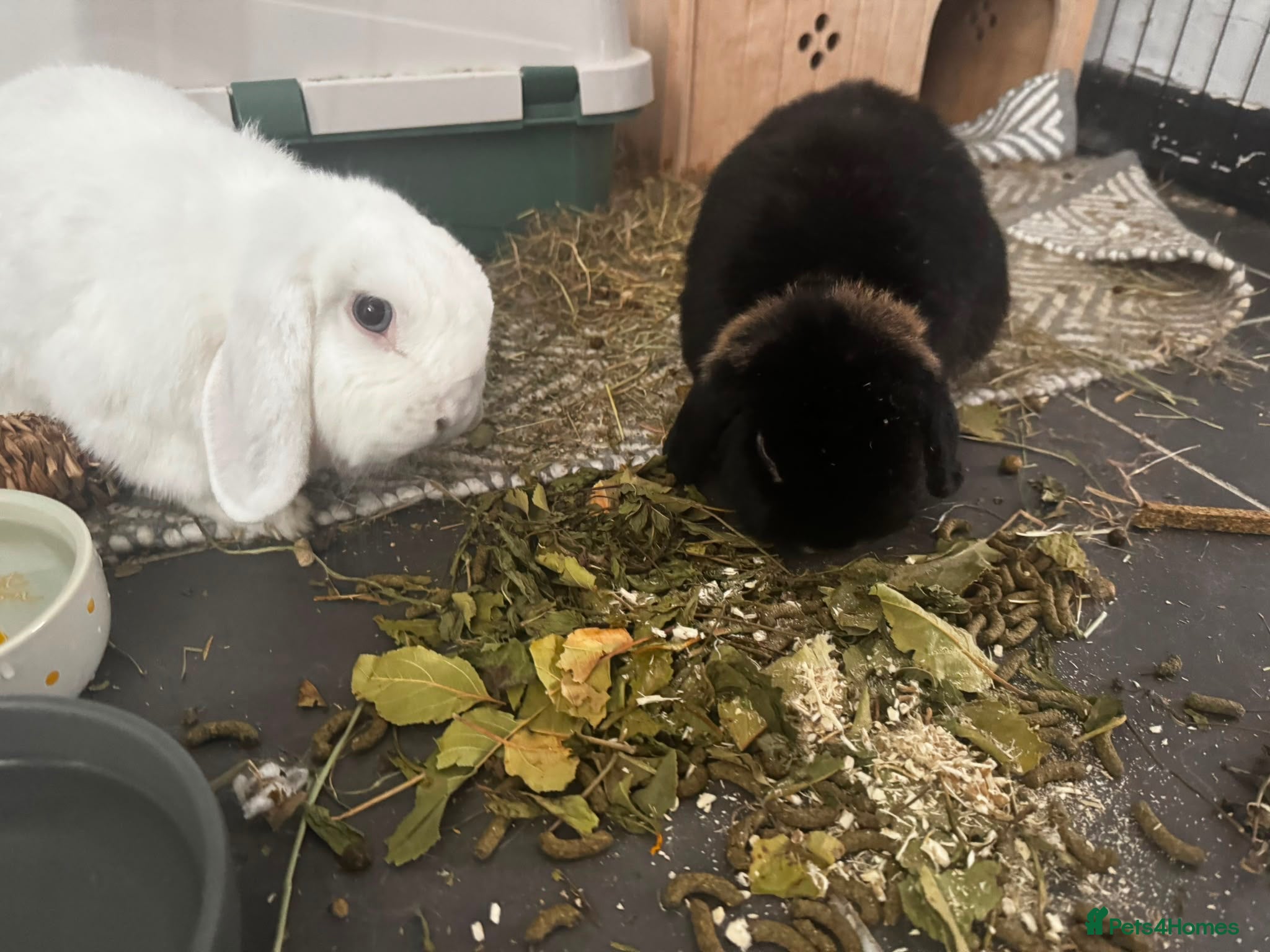 Mini Lop rabbits Levi and Mabel Mini Lop Bonded Pair - Advert 9