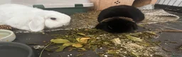 Mini Lop rabbits for sale: Levi and Mabel Mini Lop Bonded Pair in Stone - Advert 1