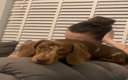 Dachshund dogs for sale: KC registered Tri choc dachshund puppy 1 year old  - Image 5