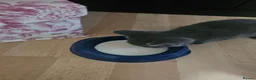 Russian Blue cats for sale: Two male russian blue cats for sale - Advert 4
