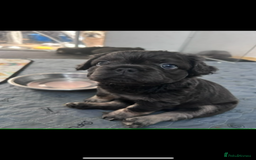 French Bulldog dogs for sale: Quality 5star🌟full visual fluffy French bulldogs  - Image 23