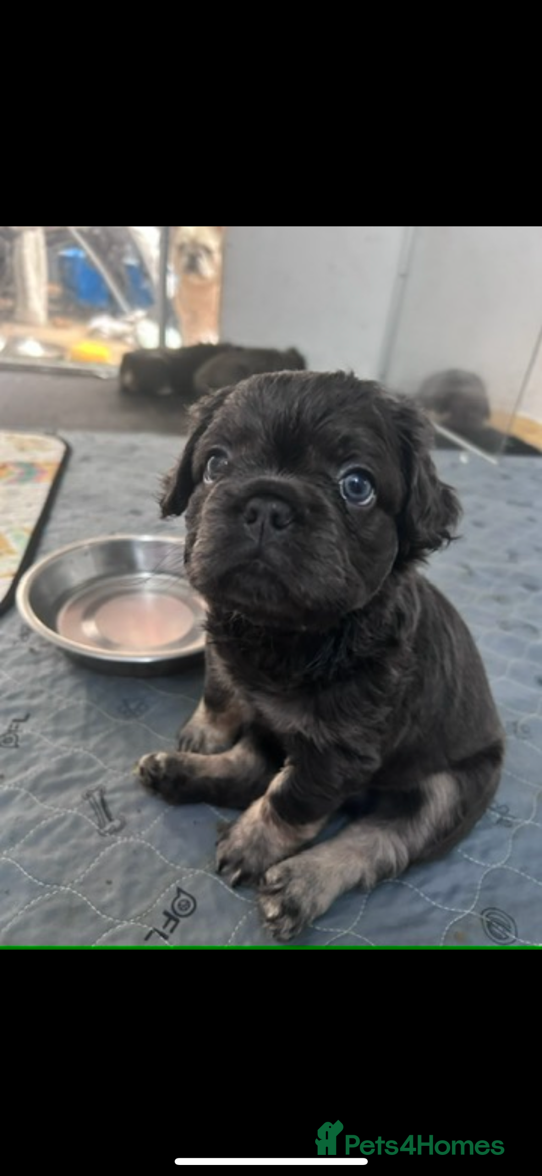 French Bulldog dogs for sale: Quality 5star🌟full visual fluffy French bulldogs  - Image 23