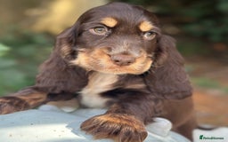Cocker Spaniel dogs for sale: Stunning show cocker spaniels  - Image 17