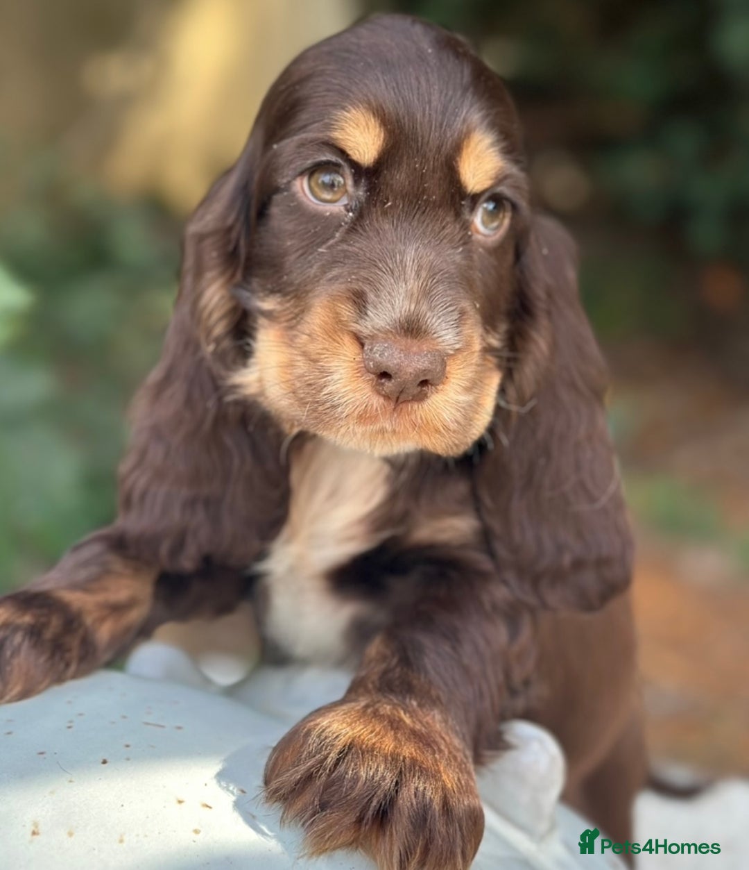 Cocker Spaniel dogs for sale: Stunning show cocker spaniels  - Image 17