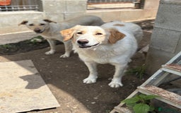 Mixed Breed dogs for adoption: Levi is searching for a family - Image 9