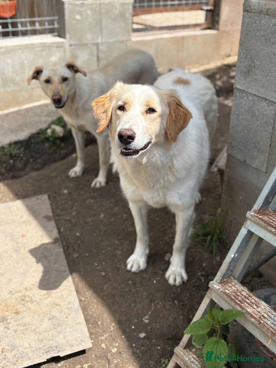 Mixed Breed dogs for adoption: Levi is searching for a family - Image 9