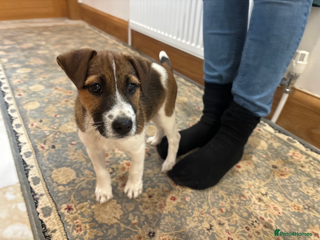 Jack Russell dogs for sale: One 10week old docked pure breed broken coated boy - Image 11