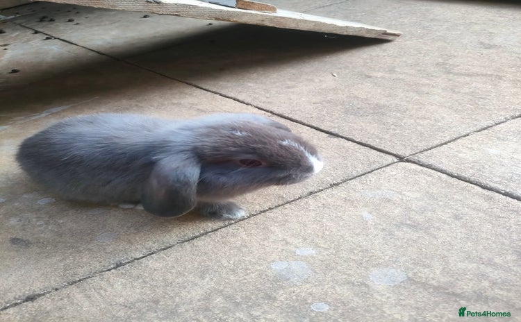 Dwarf Lop rabbits - Advert 1