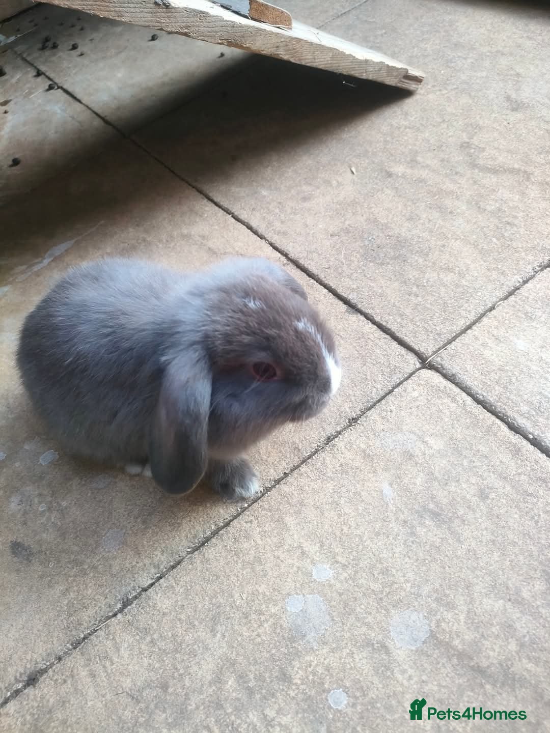 Dwarf Lop rabbits for sale: Two beautiful baby bunnies  - Image 1