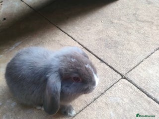 Dwarf Lop rabbits - Advert 16