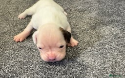Boxer dogs for sale: KC Registered Boxer Puppies - Image 15