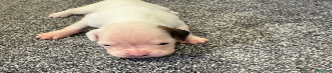  Puppy 4
