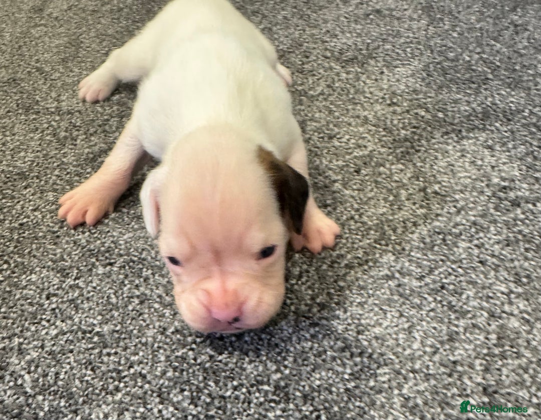 Boxer dogs for sale: KC Registered Boxer Puppies - Image 15
