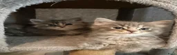 Ragcoon cats for sale: Beautiful raccoon kittens  - Advert 11