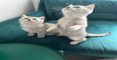 British Shorthair cats - Advert 16