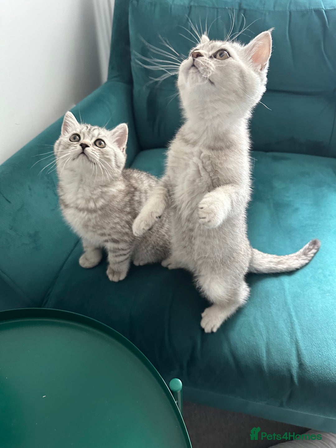 British Shorthair cats for sale: 😻Beautiful BSH Active GCF Kittens🌈 Ready Now! - Image 2
