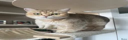 British Shorthair cats for sale: Gorgeous Golden GCCF British shorthairs - Advert 2