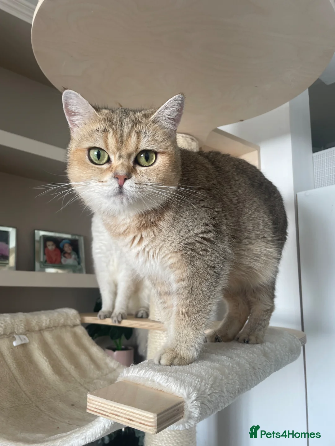 British Shorthair cats for sale: Gorgeous Golden GCCF British shorthairs - Advert 2