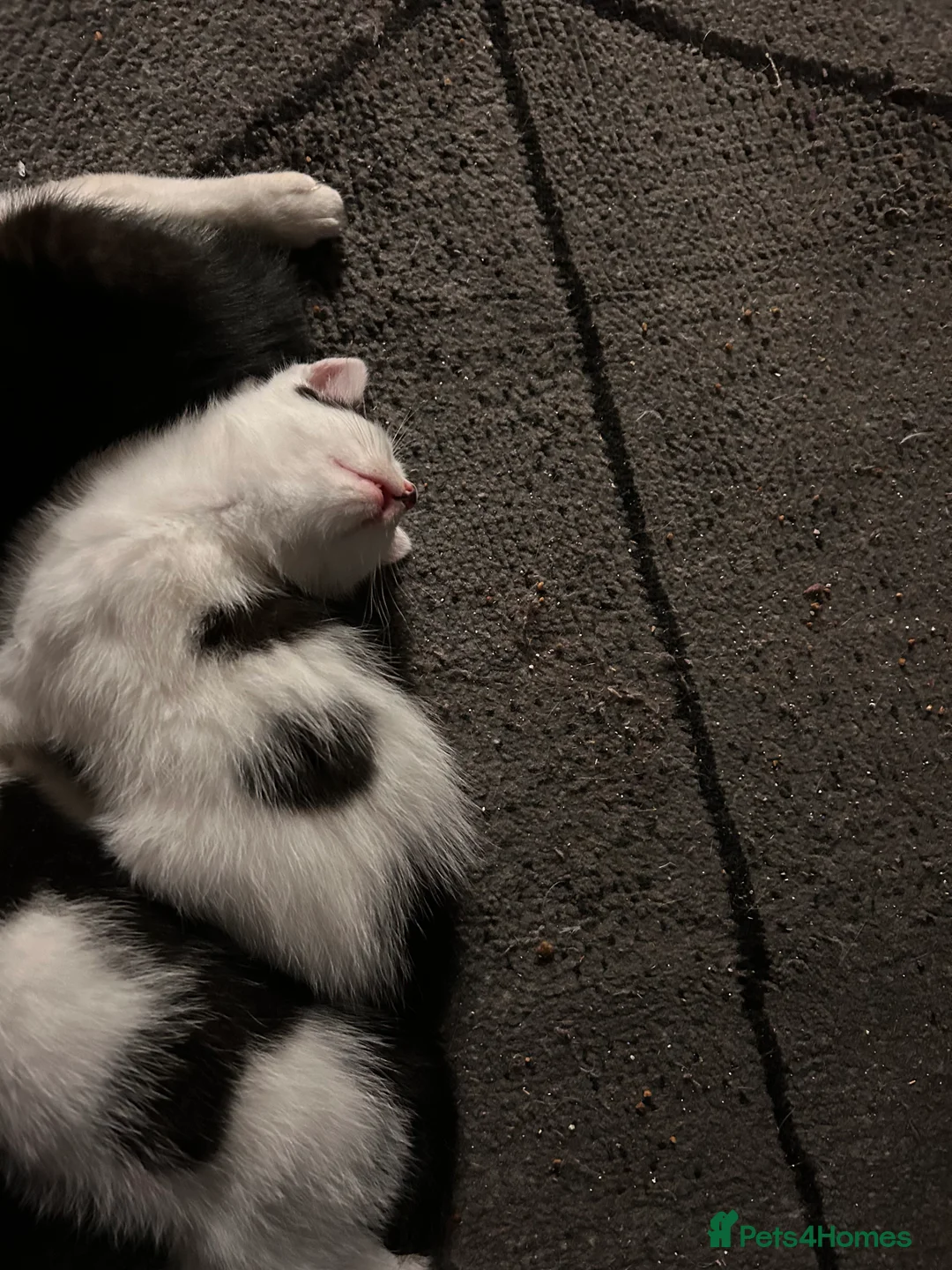 Mixed Breed cats for sale: Kittens are looking for a home  - Advert 14