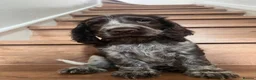 Cocker Spaniel dogs for sale: Beautiful Show type cocker spaniel puppies  - Advert 8