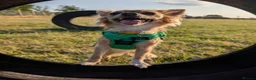 Chihuahua dogs for adoption: Sookie and Piper - Bonded Pair - Advert 3