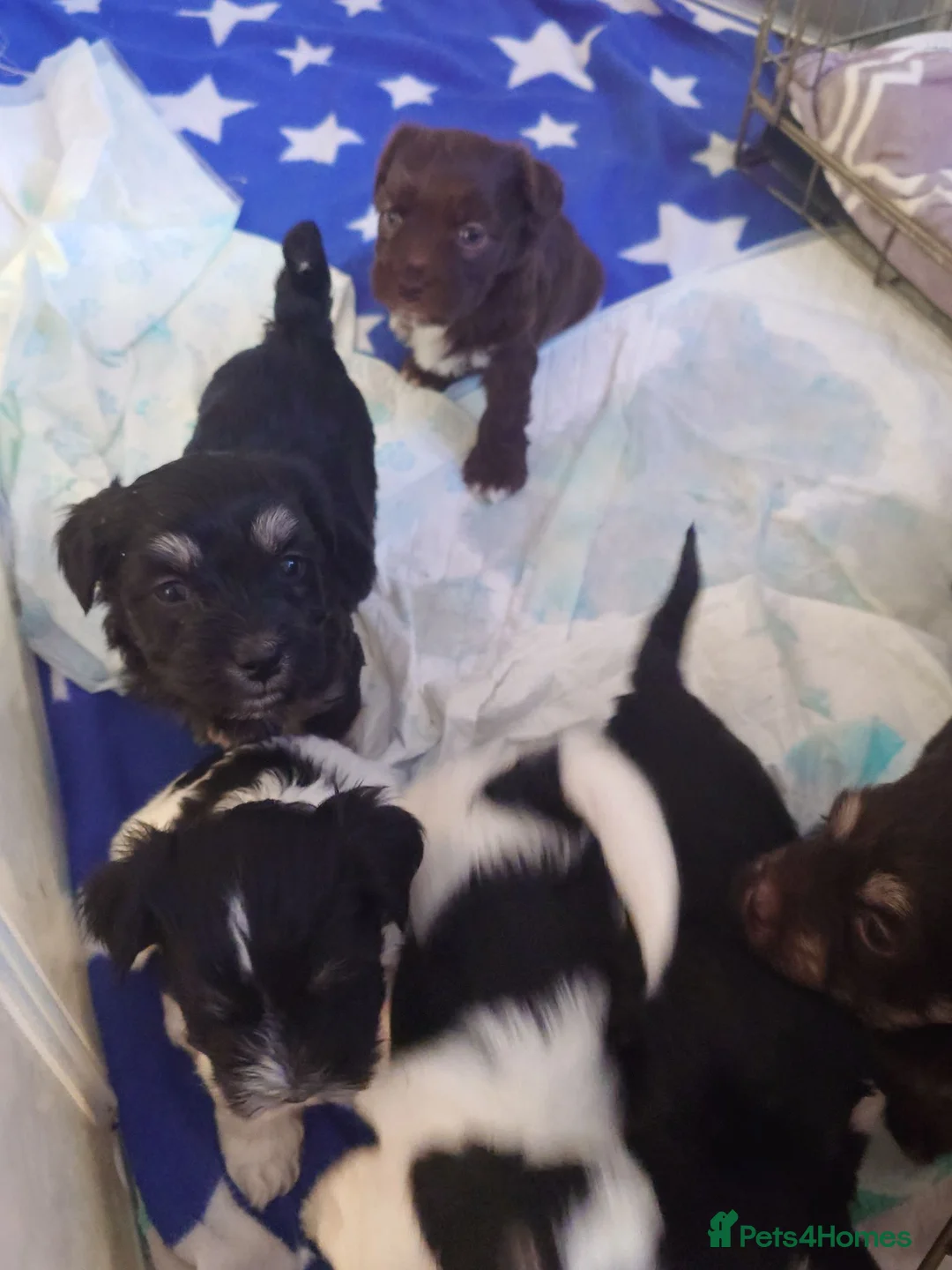 Havanese dogs for sale: 9 Purebred Havanese puppies,7 weeks look.new home - Advert 22