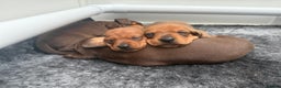 Miniature Dachshund dogs for sale: Gorgeous Miniature smooth Dachshunds  - Advert 9