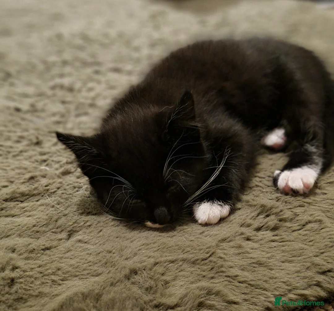 British Shorthair cats for sale: Black and white kittens  - Advert 3