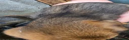 Border Terrier dogs for sale: KC border terrier pups. - Advert 4