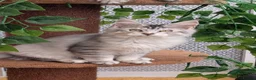 Maine Coon cats for sale: Stunning Maine coon kittens  - Advert 11