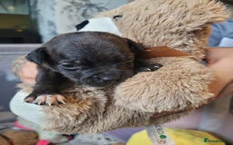 Mixed Breed dogs for sale: Staffie - Image 1