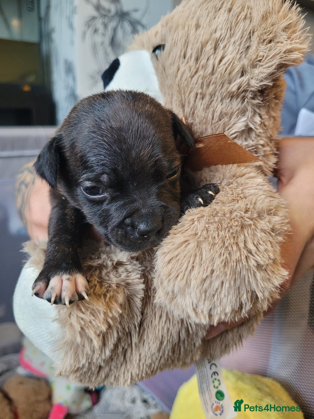 Mixed Breed dogs for sale: Staffie - Image 1