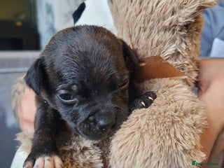 Mixed Breed dogs - Advert 5