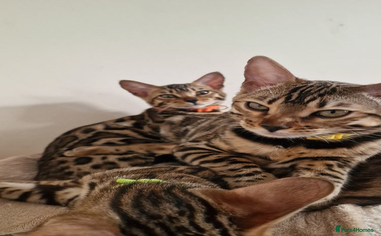 Bengal cats - Advert 13