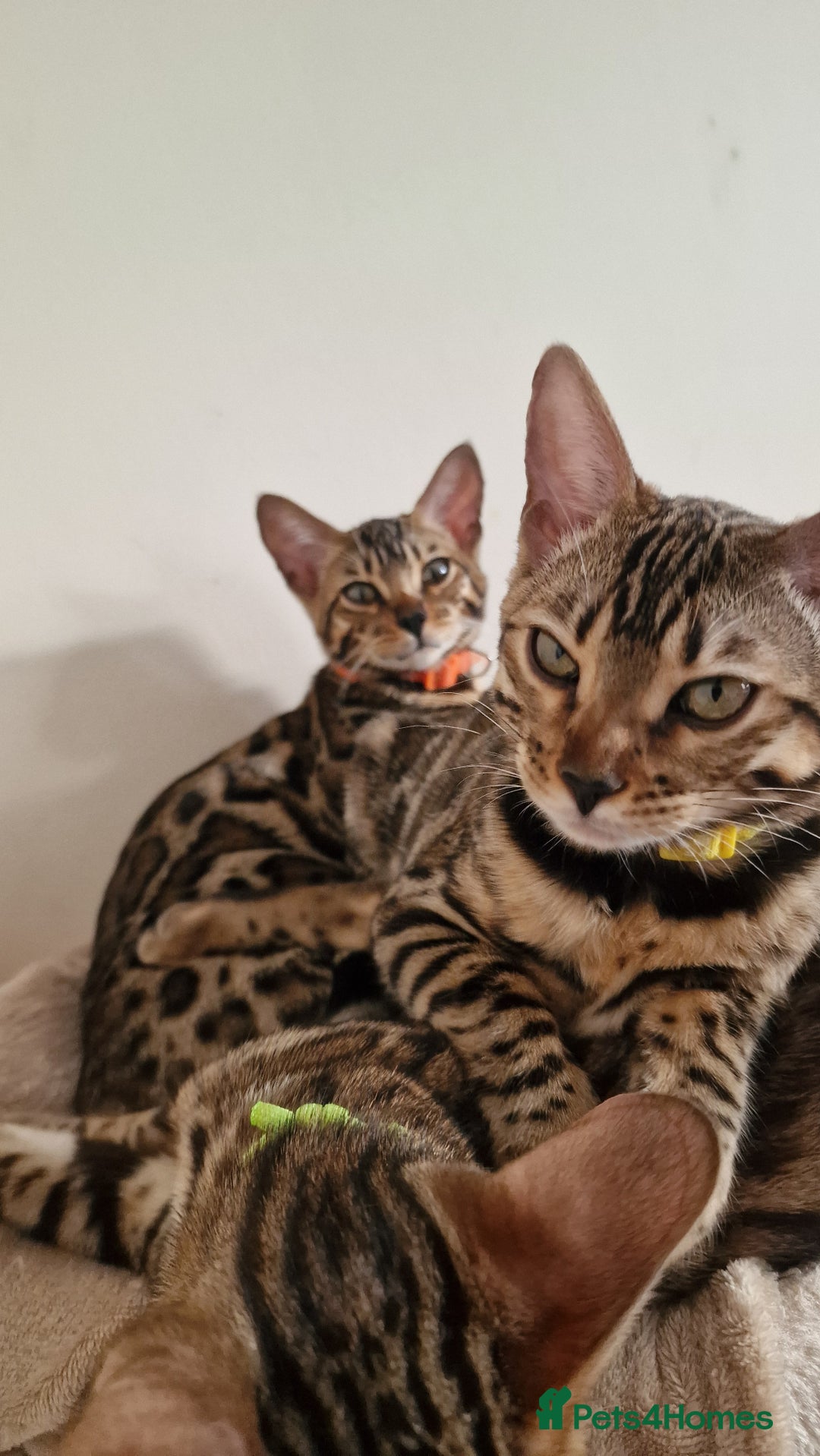 Bengal cats for sale: Two gorgeous Bengals girls  😻😻❤️ - Image 1