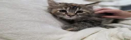 Maine Coon cats for sale: 🐾 Beautiful Maine Coon Kittens 🐾 - Advert 11
