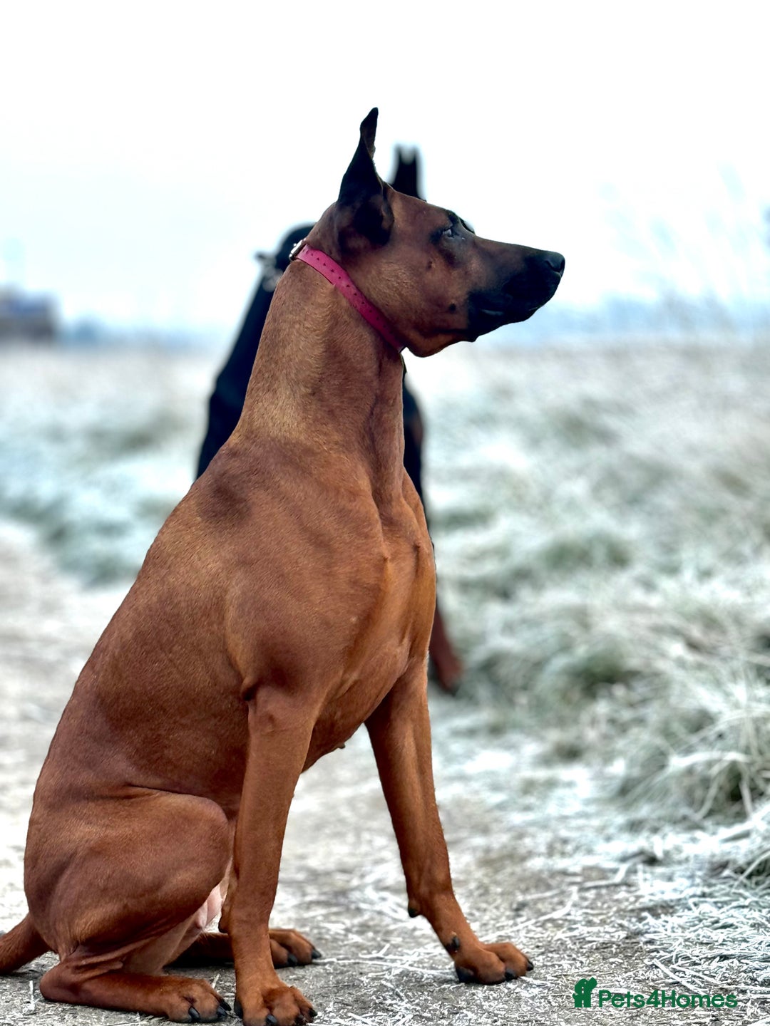 Dobermann dogs for sale: F1b Working dobermanns  - Image 26