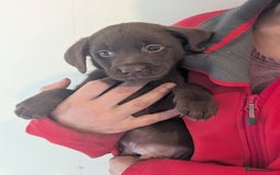 Labrador Retriever dogs for sale: Working Line Chocolate Labrador puppies  - Image 10