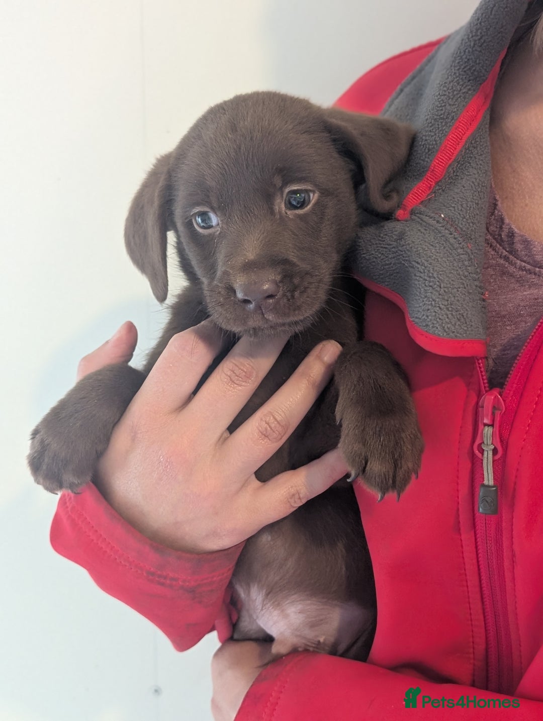 Labrador Retriever dogs for sale: Working Line Chocolate Labrador puppies  - Image 10