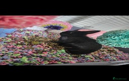Netherland Dwarf rabbits for sale: 5 month old black Netherland Dwarf - Advert 1
